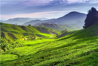 探秘馬來西亞熱帶雨林昆蟲冬令營，治愈自然缺失癥